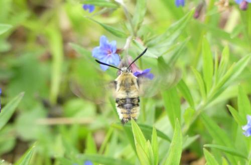 Hemaris tityus